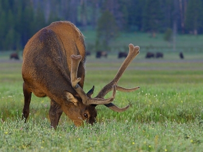 Nature grass meadow prairie Photo