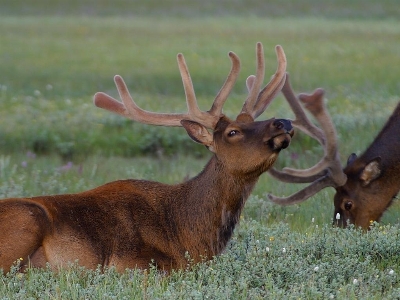 Nature grass animal wildlife Photo