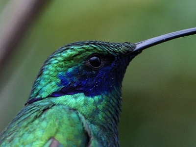 Nature bird wing green Photo