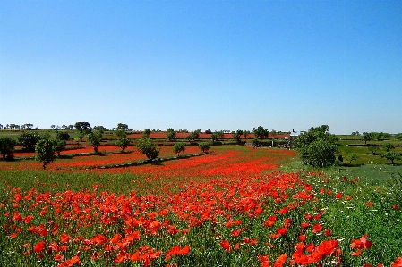 Landscape nature grass plant Photo