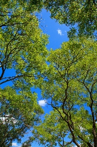 Tree nature forest branch Photo