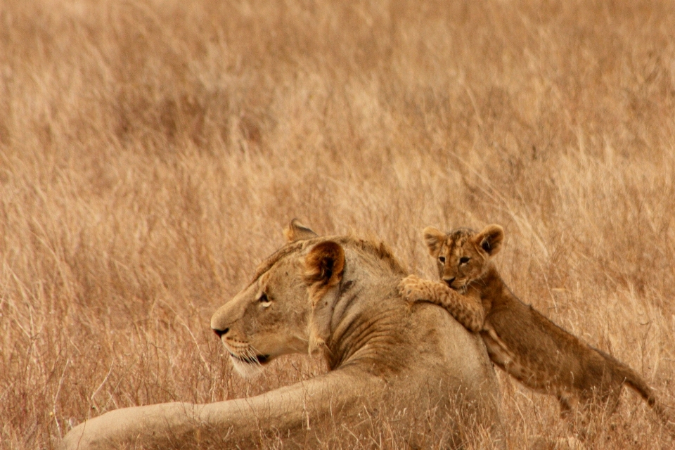 Adventure animal explore wildlife