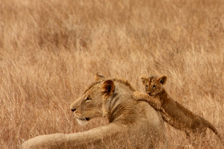 Adventure animal explore wildlife Photo