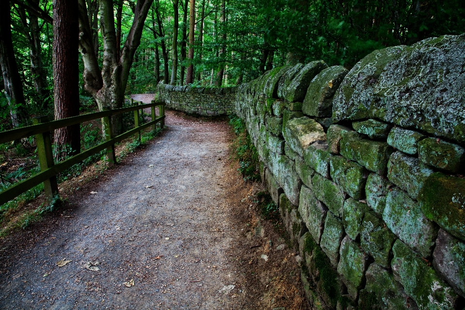 árvore natureza floresta caminho