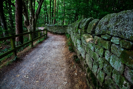 Foto árvore natureza floresta caminho