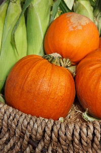 Fall orange food harvest Photo