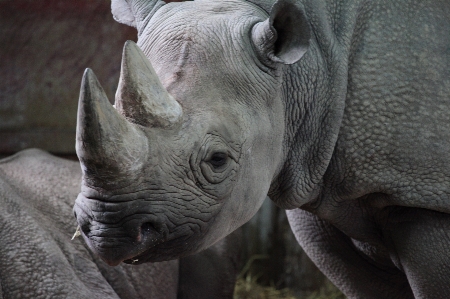 Foto Animal animais selvagens selvagem jardim zoológico