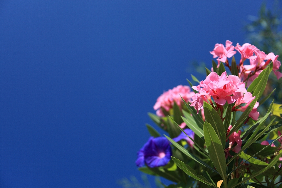 Natura fiore pianta cielo