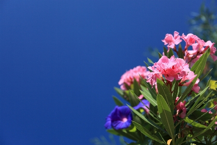 Nature blossom plant sky Photo