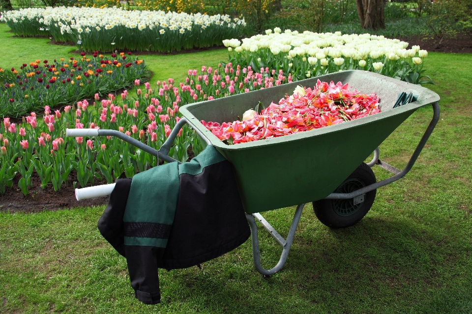 Work grass plant lawn