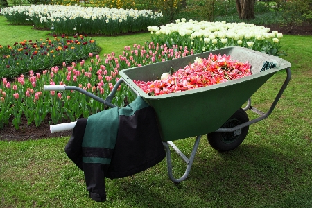 Foto Bekerja rumput tanaman halaman