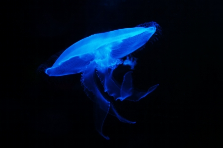 Sea nature glowing animal Photo