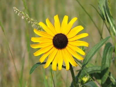 Nature plant field meadow Photo