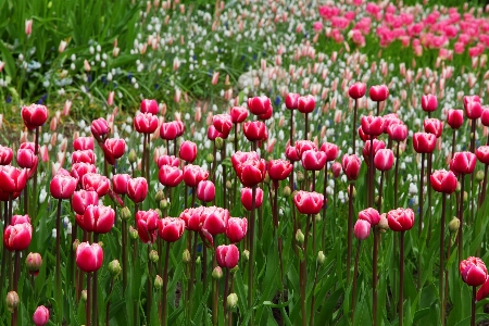 Nature blossom plant field Photo