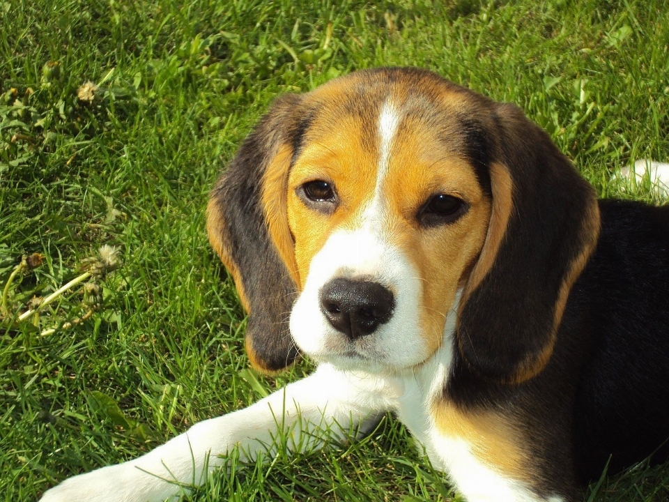 犬 犬歯
 哺乳類 猟犬