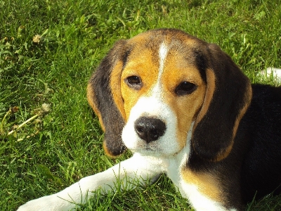 Foto Cane canino
 mammifero segugio