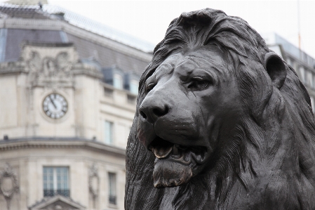 Foto Architettura animale monumento statua