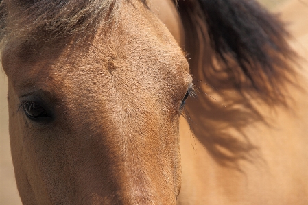 Foto Azienda agricola animale cavallo marrone