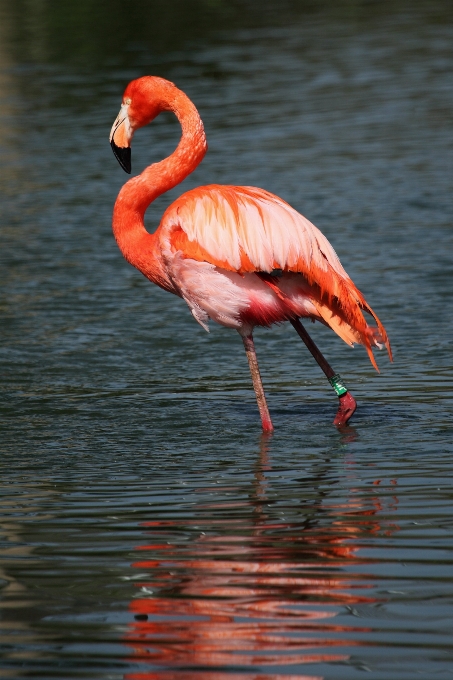 Agua pájaro ala animal