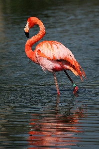 Water bird wing animal Photo