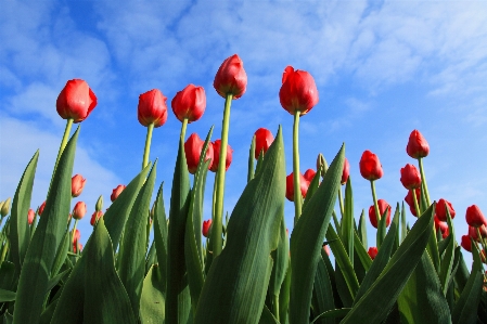 Foto Césped planta cielo campo