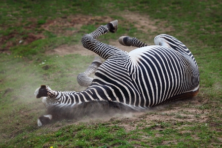 Nature wilderness animal motion Photo