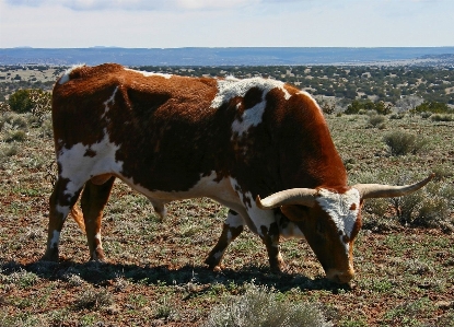 Foto Césped campo prado
 vaca