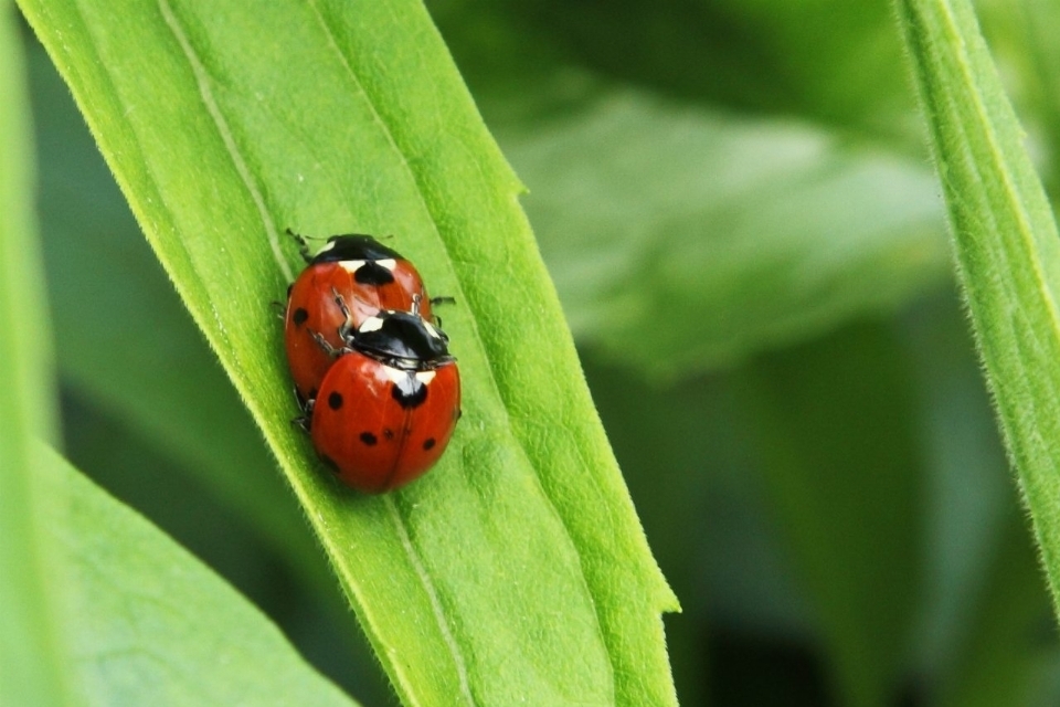 Natura liść kwiat zwierzę