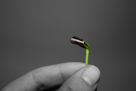 Hand nature black and white plant Photo