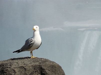 Water bird mist animal Photo