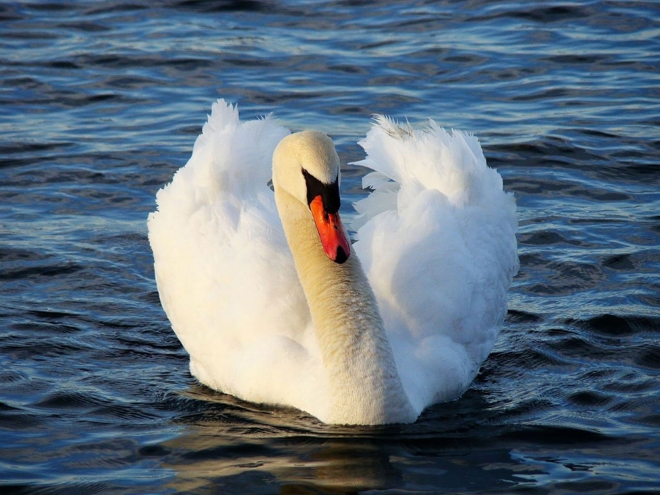 Sea water bird wing