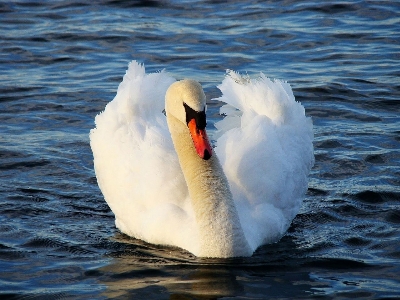 Sea water bird wing Photo