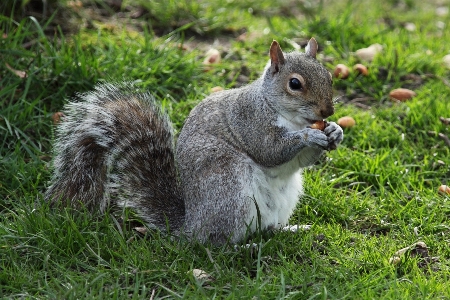 Nature forest grass animal Photo