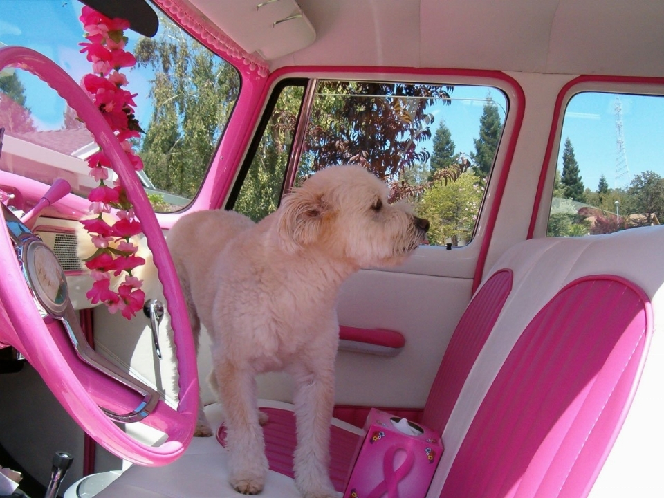 Carro retrô flor interior