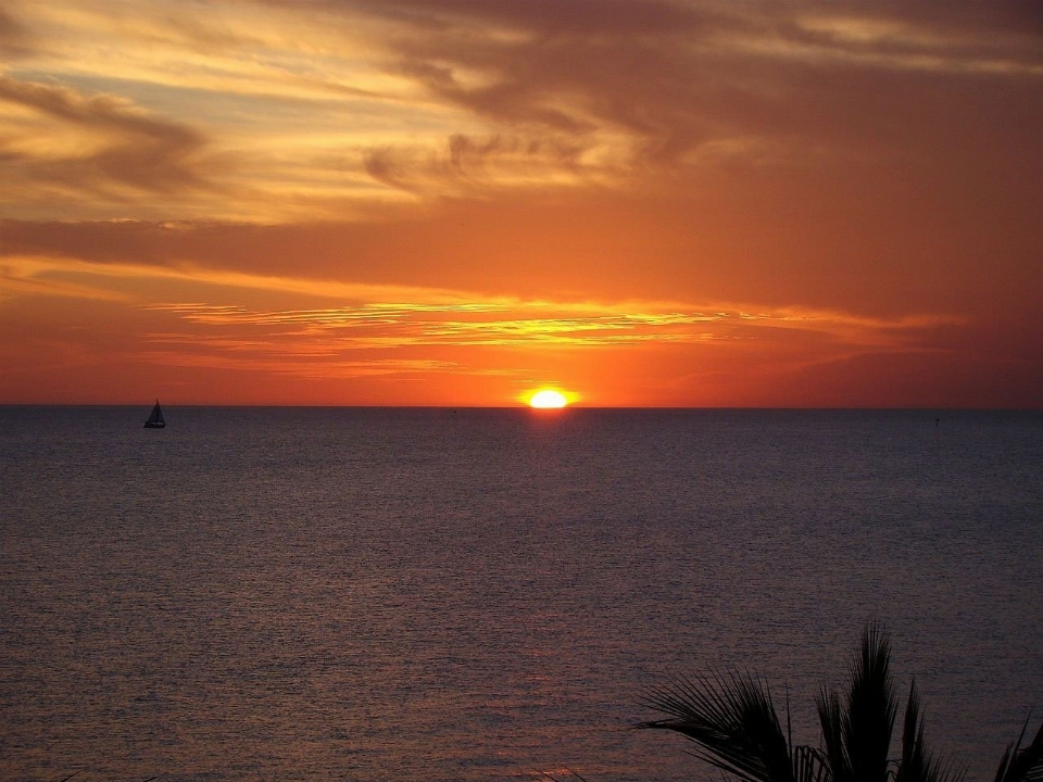 Playa mar costa árbol