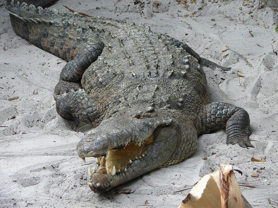 Zwierzę dzikiej przyrody dziki ogród zoologiczny