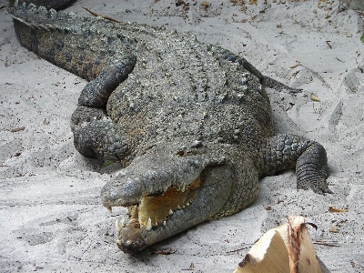 動物 野生動物 野生 動物園 写真