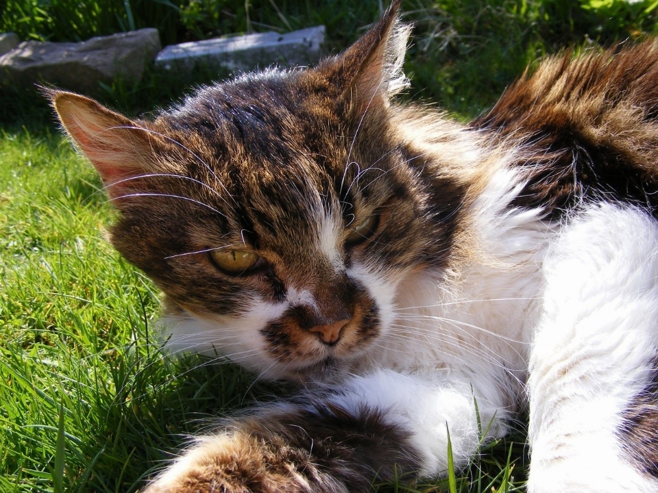 Gras rasen kätzchen katze