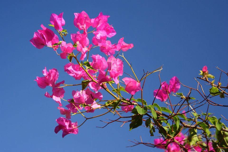 Nature branch blossom plant