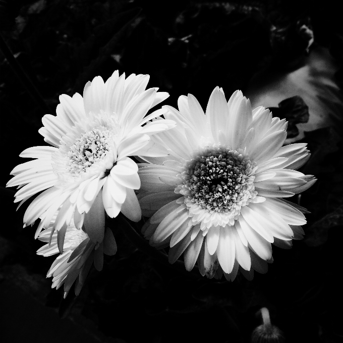 Blossom black and white plant