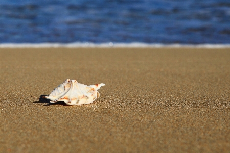 Beach sea coast sand Photo