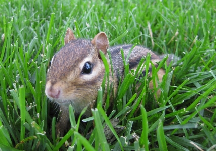 Nature grass lawn meadow Photo