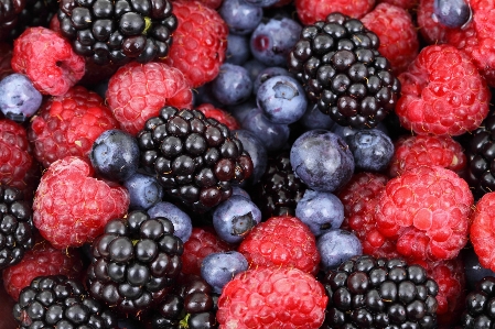 Forest plant raspberry fruit Photo