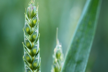 Nature grass plant field Photo