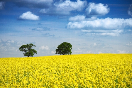 Landscape tree nature horizon Photo