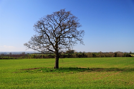 Landscape tree nature grass Photo