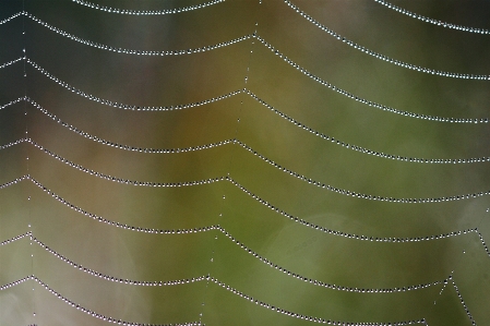 Foto Acqua natura gocciolare rugiada