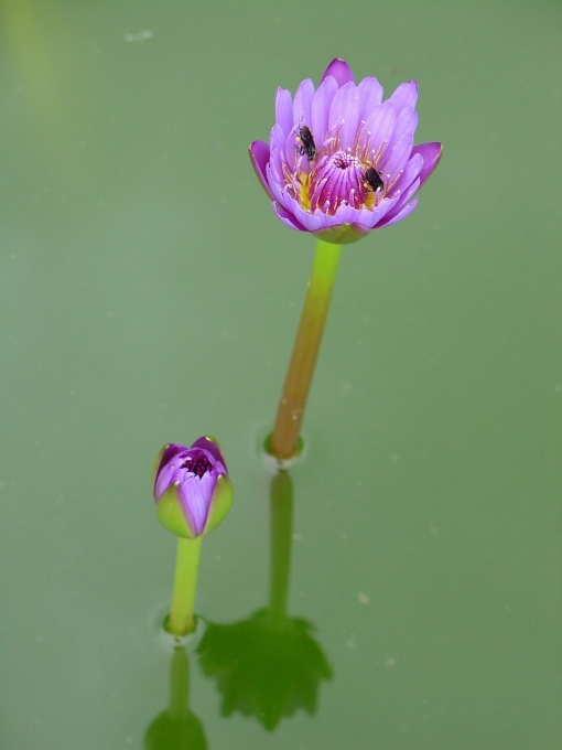 água florescer plantar flor