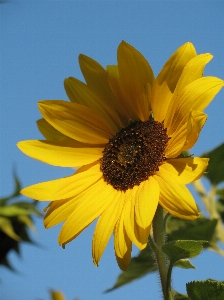 Nature plant sky sunshine Photo