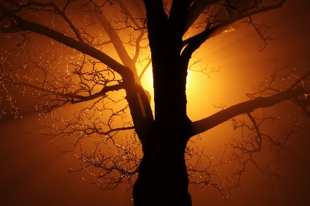 Tree nature branch silhouette Photo